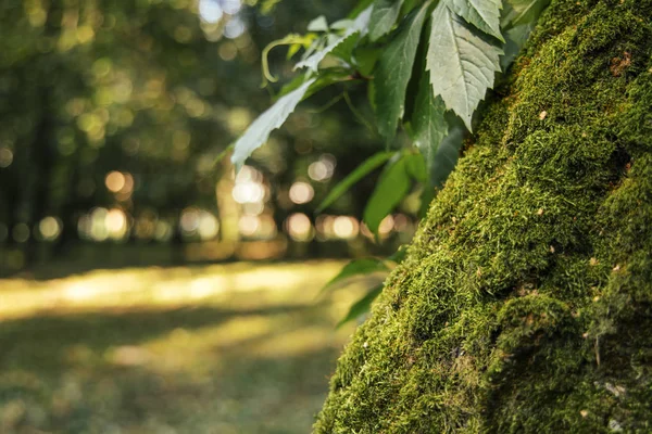 Boom Mos Textuur Oppervlak Ongerichte Wazig Groene Natuurlijke Achtergrond Weergave — Stockfoto