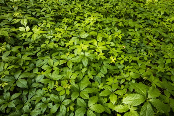 green plant leaves ground cover natural top view background