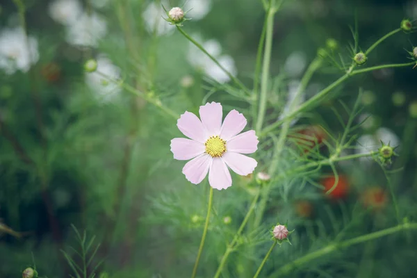 Camomila Branca Única Flor Jardim Floral Natural Papel Parede Verde — Fotografia de Stock