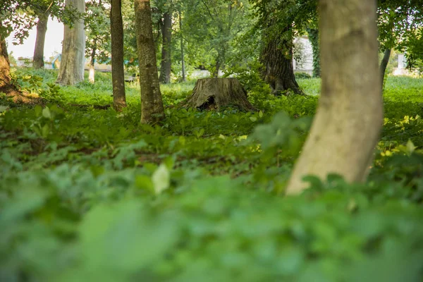 Green Forest Scenic Landschap Uitzicht Van Ongerichte Bladeren Boom Voorgrond — Stockfoto