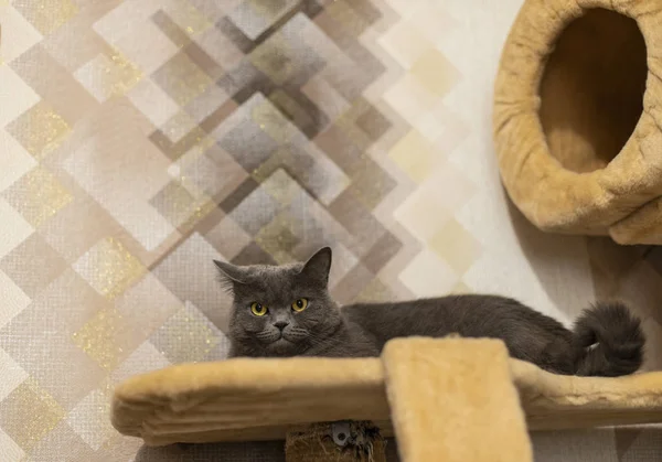 Ngiliz Kedi Kamera Bakıyor Evcil Hayvanlar Için Yumuşak Bir Rafüzerinde — Stok fotoğraf