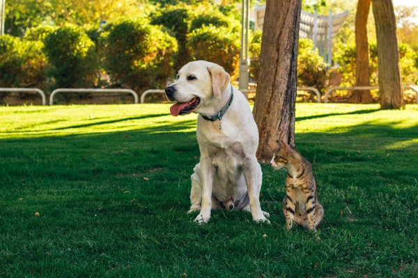 domestic animal funny scene in park outdoor sunny nature environment of dog and cat looking side ways together for something interesting, copy space