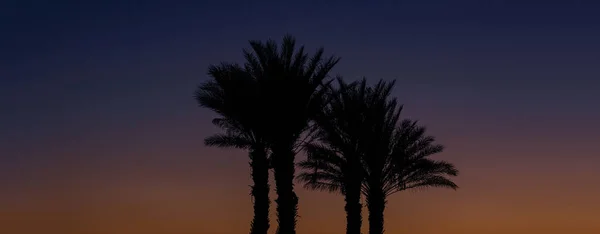 Sombres Palmiers Silhouette Tropique Nature Paysage Vue Sur Coucher Soleil — Photo