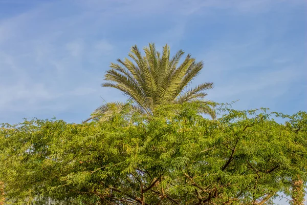 Parque Trópico Paisagem Livre Paisagem Quadro Simetria Folhas Palma Acima — Fotografia de Stock