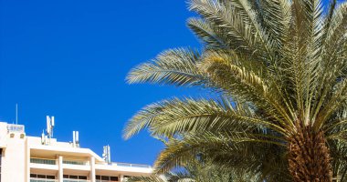 palmiye ağacının yaz tatil hedef kavram resmi otel apartmanın arka planda ön planda bırakır ve metin için yer ile boş canlı bulanıklık gökyüzü