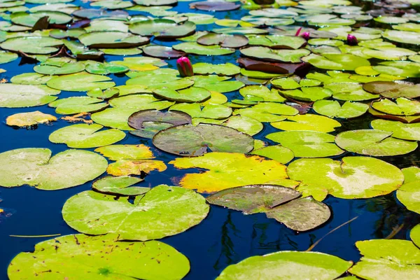 水ユリ湖滑らかな表面公園屋外自然景観カラフルな景色 — ストック写真