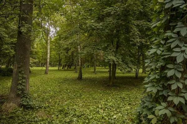 Yeşil Çim Ağaçların Sıradan Ülke Yan Orman Manzara Manzara Yaz — Stok fotoğraf