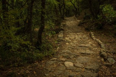 Atmosferik sonbahar eylül ormanı kasvetli dramatik manzara eski kıvrımlı asfalt yol alacakaranlık gölgeleri altında ağaçların dalları 