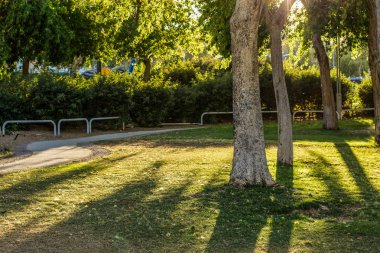 renkli güneşli park yeşil çim çayır ve güneş ışığı ve ağaçlar dalları ve yaprakları ile kirişler 