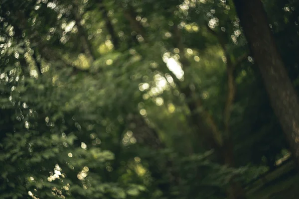 Floresta Bokeh Sem Foco Verde Escuro Árvores Temperadas Folhas Fundo — Fotografia de Stock