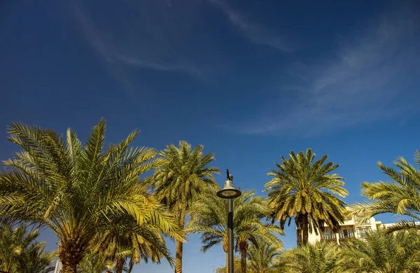 Middle East Tropic Scenic Landmark View Palm Trees Garden Alley — Stock Photo, Image