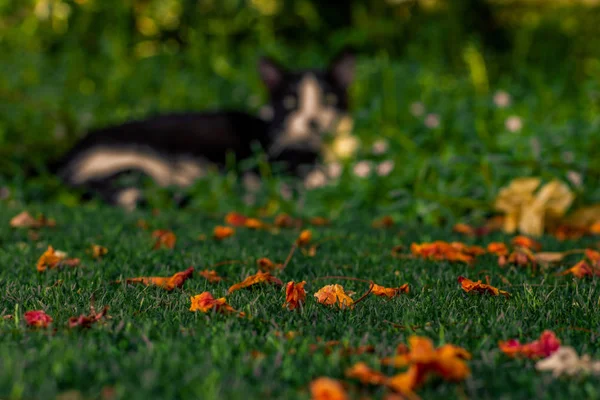Herbst Saison Konzept Bild Von Garten Grünem Gras Mit Gelben — Stockfoto