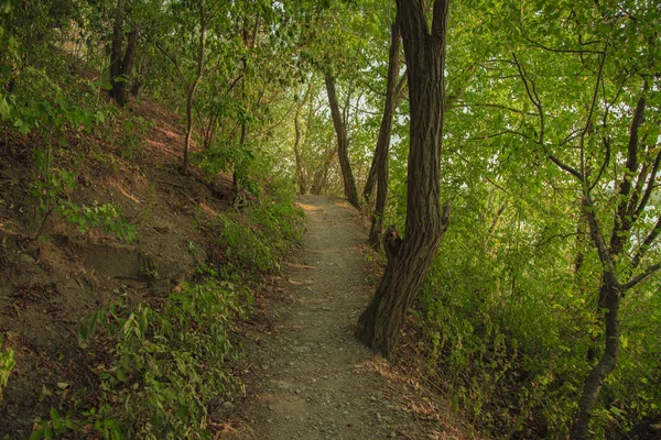 Verde Bosque Paisaje Paisaje Natural Ambiente Tranquilo Con Estrecho Sendero — Foto de Stock