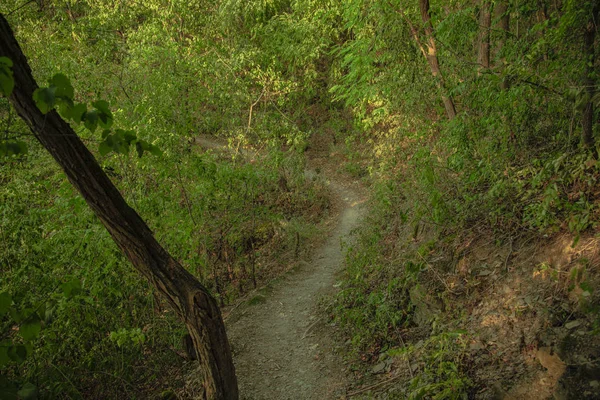 ağaçlar dalları ve yaprakları arasında dar yalnız kavisli iz ile yeşil orman doğal manzara doğal sakin bir ortam 