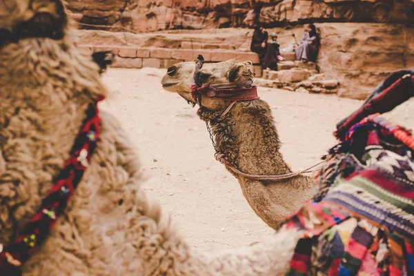 Oriente Medio Viajes Fotografía Camello Retrato Desierto Domesticado Animal Para — Foto de Stock