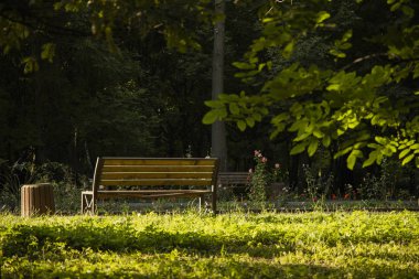 güneş ışığında kompozisyon dinlenme merkezi için odaksız yeşil ağaç yaprakları ön planda ve boş ahşap tezgah ile güneşli park doğal manzara