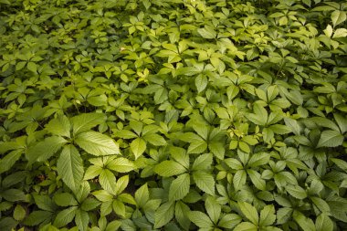 bitki yeşil yaprakları doğal zemin örtüsü arka plan 