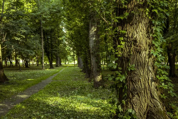 Parque Vacío Entorno Natural Con Sendero Solitario Rizando Las Plantas —  Fotos de Stock