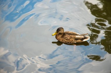 doğa rezerv topraklarında göl suyu yüzeyinde yüzen ördek kuş  