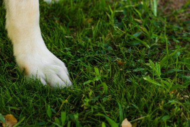 Beyaz yün ile Labrador köpek pençe yeşil bir çim zemin üzerinde kalmak, bazı barınak için konsept evcil hayvan resmi 