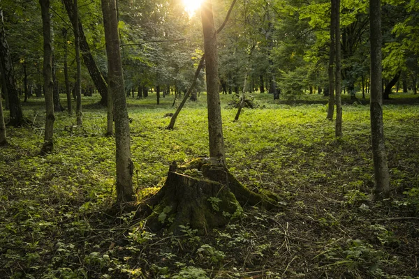 Sprookje Bos Landschap Landschap Fotografie Met Stomp Voorgrond Bomen Gras — Stockfoto