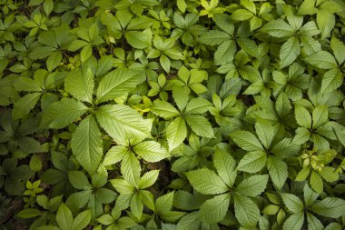 yeşil yaprak bitkilerzemin kapağı doğal duvar kağıdı desen arka plan 