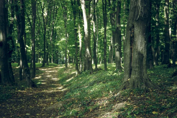 Kontrast Lesní Scenérie Krajinářství Příroda Fotografie Obyčejným Stromem Středu Kompozice — Stock fotografie