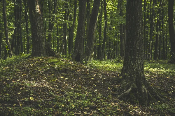 Paisagem Floresta Dramática Atmosférica Paisagem Natureza Imagem — Fotografia de Stock