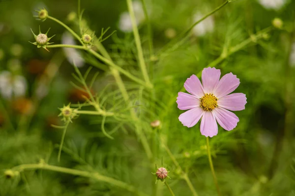 Jardim Floral Vista Cênica Natural Camomila Rosa Suave Única Flor — Fotografia de Stock