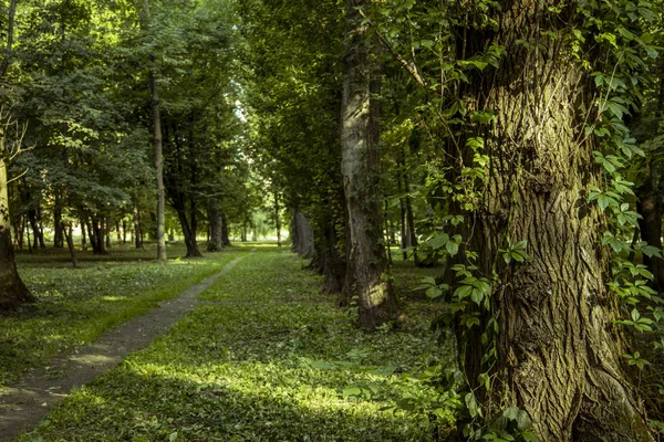 Parc Extérieur Vue Panoramique Paysage Arbre Premier Plan Sentier Rez — Photo