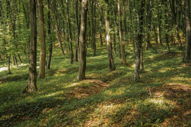 ağaçlar ve yapraklar bitki zemin örtüsü bir sürü yeşil güneşli orman manzara doğal çevre 