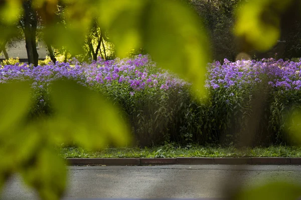 Parco Giardino Viola Fiore Letto Centro Composizione Sfocato Verde Foglie — Foto Stock