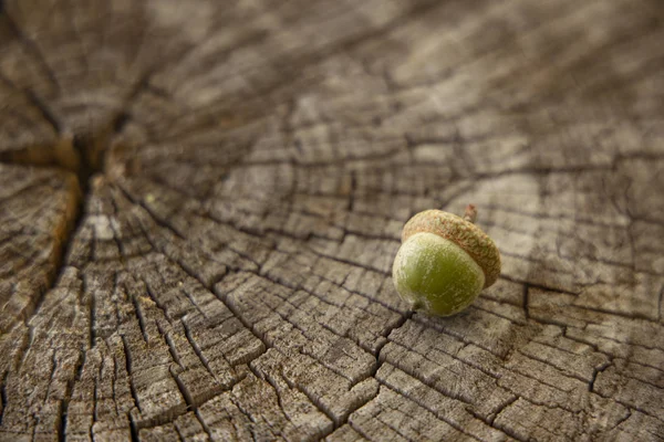kopya veya metin için boş alan ile yumuşak odak ahşap dokulu perspektif arka plan yüzeyinde meşe palamudu, sonbahar sezonu kahverengi renk kavram resmi 