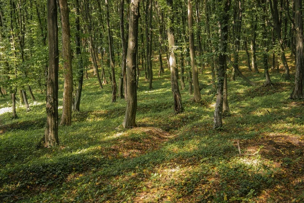 Paisagem Verde Floresta Ensolarada Paisagem Ambiente Natural Com Monte Árvores — Fotografia de Stock