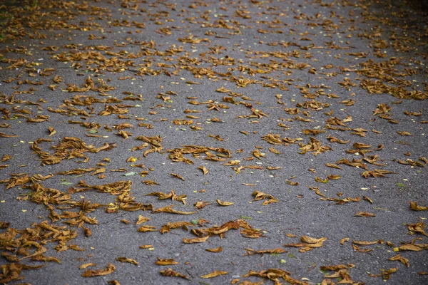 Otoño Temporada Concepto Fondo Textura Imagen Asfalto Camino Perspectiva Superficie — Foto de Stock