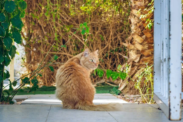 Schattig Rode Kat Portret Zittend Terug Naar Camera Rond Kijken — Stockfoto