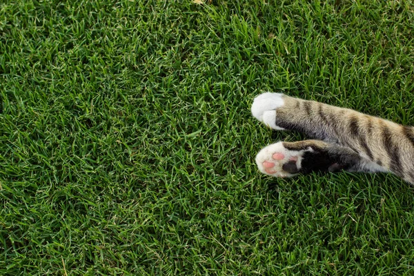 Tierheim Konzept Posterbild Von Katzenpfoten Die Auf Einem Grünen Gras — Stockfoto