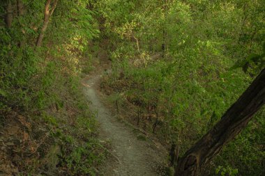 dar yalnız kavisli izi ile yeşil yaprakları orman 