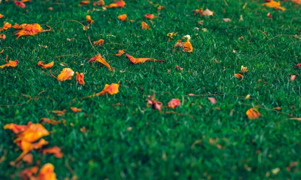 Концепция Осеннего Сезона Золотистые Опадающие Листья Зеленом Фоне Луга — стоковое фото
