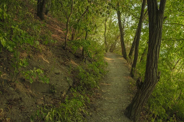 Bosque Alimento Tierra Estrecho Tierra Solitario Sendero Entre Verde Árbol — Foto de Stock