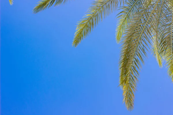 Tourismus Agentur Muster Plakat Der Grünen Farbe Palmenblätter Auf Lebendigen — Stockfoto