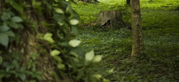 Cuento Hadas Hermoso Bosque Verde Paisaje Paisaje Vista Del Tronco — Foto de Stock