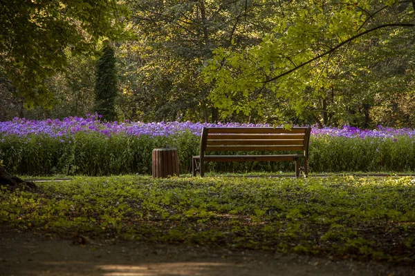 loneliness and sorrow mood picture of park outdoor nature landscaping with with green foliage wooden bench alley way and purple flower bed