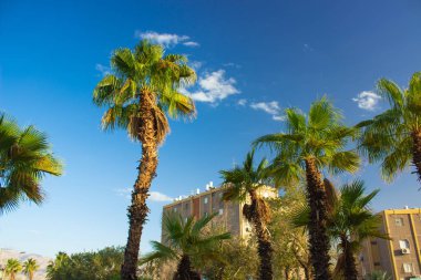 palmiye ağaçları sokak güney şehir sokak manzara açık hava zaman ve mavi gökyüzü arka plan manzara 