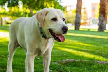 güneşli park açık doğa sahne manzara peyzaj arka plan ortamında gülümseyen yetişkin Labrador köpek portre ve bir yere yan yollar arıyorum 