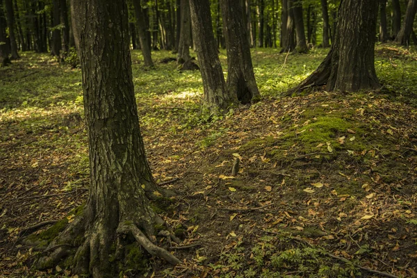Obyčejná Místní Lesní Krajina Společnými Stromy Zelený Listoví — Stock fotografie