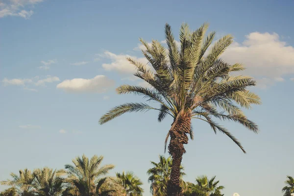 Tropische Palme Auf Blauem Himmel Hintergrund Landschaft Fotografie Mit Sanften — Stockfoto