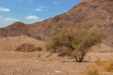 sıcak ve kuru Orta Doğu hava zamanda kum taş dağ arka plan üzerinde yalnız ağaç ile çöl kayalık vahşi doğa ortamı doğal manzara alanı