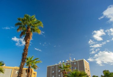 Güneşli renkli yaz hava zamanda mavi gökyüzü arka plan üzerinde palmiye ağaçları ile Ürdün Orta Doğu ülke sokak bina dönüm noktası görünümü