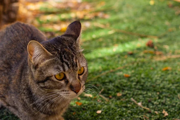 Straßenkatze Trauriger Anblick Mit Gelben Augen Garten Und Unkonzentriertem Hintergrund — Stockfoto